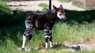 Baby Okapi starts to explore [upl. by Jehoash]