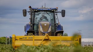 Défanage des Pommes de Terre 🥔  NH T7225 amp ROPA [upl. by Alonso]