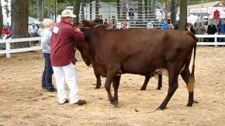 2009 Deerfield Fair Cow Judging 2 [upl. by Priscella]