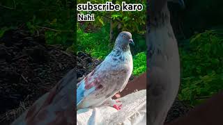 pigeon fancypigeon birds abbaspigeon comedy mskpigeonlover [upl. by Gretna638]