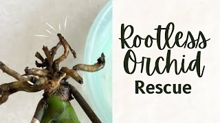 Rootless Orchid rescue  How I will try to rescue an orchid which has lost its roots [upl. by Arbmat]