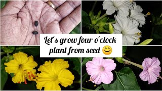 How to grow four o clock plant from seed  Mirabilis jalapa  Marvel of Peru [upl. by Naanac615]