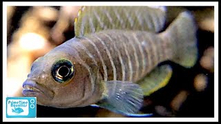 Neolamprologus similis Care and Breeding Awesome Nano Cichlid [upl. by Yazbak106]