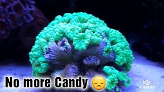 Candy Cane Coral care  lets start fragging [upl. by Addam]