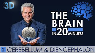 3D  The Brain in 20 minutes  02 │ Cerebellum amp Diencephalon │ Dr Dr Damir del Monte │ Encephalon [upl. by Nnaoj]