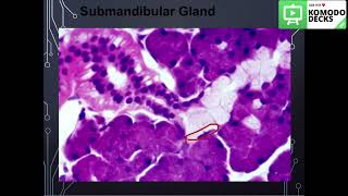 Salivary glandshistology practical part 2 [upl. by Cummings]