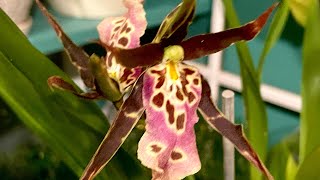 Miltassia Orchid Shelob Tolkien All about sympodial orchids and how I take care of this beauty [upl. by Heer]