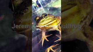 Jeremiah was a bullfrog [upl. by Lener462]