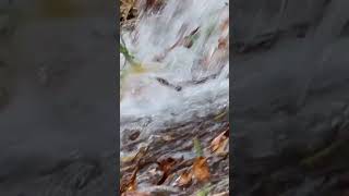 Flameback woodpecker on a huge old tree overlooking a stream abcnatureshorts natureandwildlife [upl. by Eetsim]