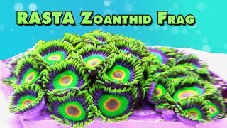 Rasta Zoanthid  100 Polyps fragging and close ups [upl. by Netty]