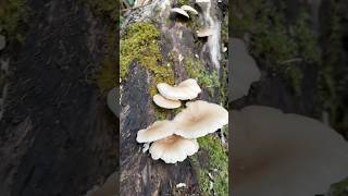 Mushrooms 🍄‍🟫 shortsfeed nature mushroom shorts youtubeshorts villagelife [upl. by Shurlock33]