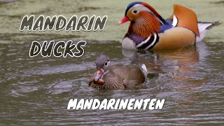 Mandarin Ducks Aix galericulata  Mandarinenten [upl. by Elatsyrk]