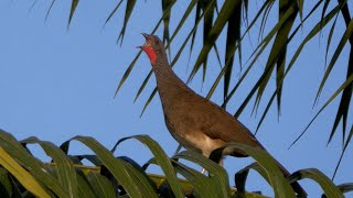 Whitebellied Chachalaca call [upl. by Cimah]