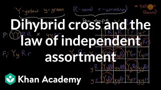 Dihybrid cross and the Law of Independent Assortment  High school biology  Khan Academy [upl. by Nylecyoj]