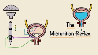 The Micturition Reflex  Bladder Nerve Supply  Renal Physiology [upl. by Anwahsit]