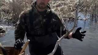 Huge beaver caught in castor set with a 330 conibear [upl. by Luther]