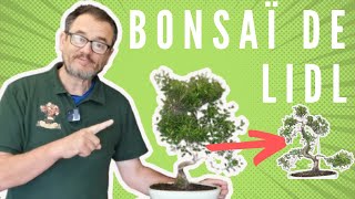 BONSAI SYZYGIUM cerisier dAustralie [upl. by Perkin]