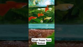 Colourful guppies 💥🤩 shortsvideo dumboearguppy fish [upl. by Cuhp]