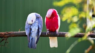 Different Mutations of Galah Cockatoos in a Different Setup [upl. by Naawaj831]