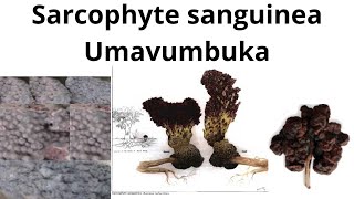 Sarcophyte sanguinea Umavumbuka [upl. by Gherardo]