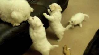 Poppys 7 Week Old Bichon Puppies  mybichoncouk [upl. by Neerbas]