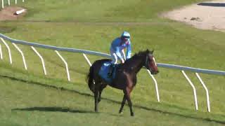 Innisfail 20241019 Race 5 [upl. by Noyek967]