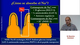 Digestión y absorción de nutrientes  Bioquímica  Lic en Nutrición [upl. by Louis]