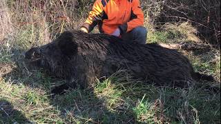 Battue aux sangliers  Gros Sanglier de 144kg [upl. by Bierman]