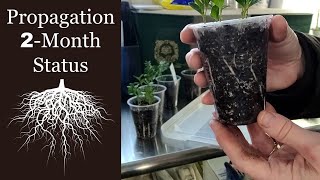 🌹 Propagation 2Month Status amp Next Steps  Rose Ivy amp Boxwood Propagation with Hormones [upl. by Festa106]