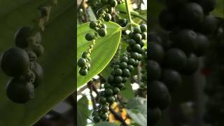 How to Grow Black Pepper Plant at Home plants shorts farming [upl. by Korb]