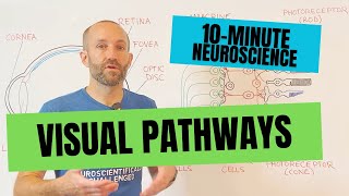 10Minute Neuroscience Visual Pathways [upl. by Nesaj930]