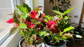 Cómo cuidar la planta flor de pascua parte 3 Euphorbia pulcherrima [upl. by Asusej]