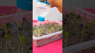 Growing Sensitive plant seeds amp Result after 7 days shorts [upl. by Papst]