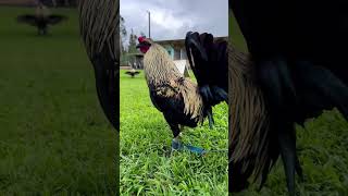 Toppy Black Grey  Gonsalves Gamefarm Beautiful Birds gamefowl [upl. by Asselam]