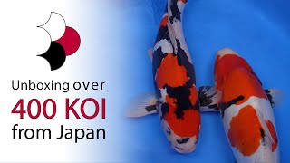 Our largest shipment of koi ever  Unboxing of 433 koi shipped directly from Japan [upl. by Emelen]