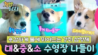 강쥐 삼둥이는 수영도 잘하개 🏊‍♂️🐶 기특한 수영천재 대amp중amp소의 물개 모먼트 🦦💦  개밥 주는 남자 시즌1 [upl. by Gwyneth]