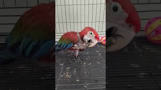 Green wing macaw you wanna play with me [upl. by Ailugram404]