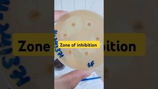 Antibiotics sensitive test zone of inhibition Antibiotics shorts [upl. by Fiann]