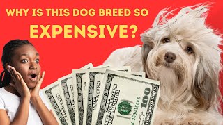 What Does a Havanese Dog Cost and Why Are They So Expensive [upl. by Mensch379]