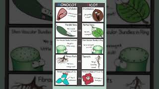 monocot dicot biologyscience difference scienceeducation mono [upl. by Meeker]