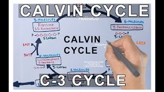 Photosynthesis  Calvin Cycle [upl. by Norford442]