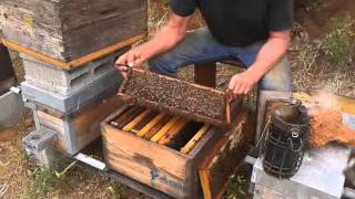 Die Bienen schwärmen kaum mehr  sie stechen nicht mehr  ResistantBeescom [upl. by Giwdul898]