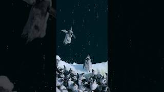 🐧 Baby Penguins Jump Off 50Foot Cliff in Antarctica penguins [upl. by Llewellyn]