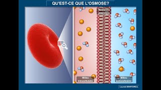 Tout savoir et comprendre sur losmose [upl. by Pillyhp]