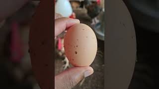 Fertilized Egg  Poultry farming poultry poultryfarming chicken farmer farm farminggame [upl. by Otnas]