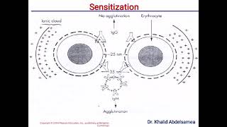 Antigen Antibody Reaction [upl. by Plante618]