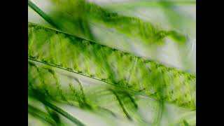 Spirogyra and cyanobacteria under the microscope [upl. by Yenittirb]