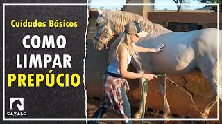 Como limpar o prepúcio do cavalo  Cuidados Básicos  Cavalo Youtubano [upl. by Vine]