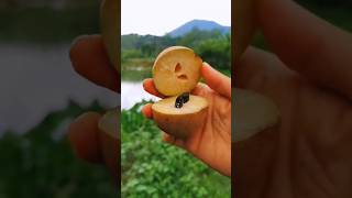 HARVESTING amp RIPE SAPODILLA FRUIT CUTTING harvesting chiku sapodilla fruit [upl. by Ellan]