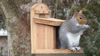 Écureuil  quelle mangeoire installer au jardin pour les écureuils   Truffaut [upl. by Audres]